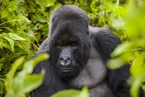 Gorila horská